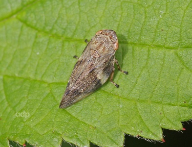 Common Froghopper (Philaenus spumarius) Alan Prowse